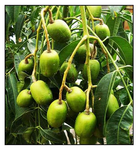 balolong fruit